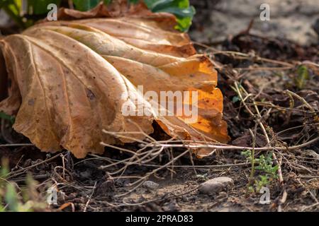 Le champ sec de rhubarbe avec des feuilles de rhubarbe brunes sur des terres agricoles sèches montre le réchauffement de la planète et la période de chaleur extrême provoque une pénurie de cultures et des légumes flétridés pas de précipitations et de pénurie d'eau changement climatique Banque D'Images