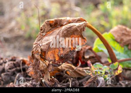 Le champ sec de rhubarbe avec des feuilles de rhubarbe brunes sur des terres agricoles sèches montre le réchauffement de la planète et la période de chaleur extrême provoque une pénurie de cultures et des légumes flétridés pas de précipitations et de pénurie d'eau changement climatique Banque D'Images