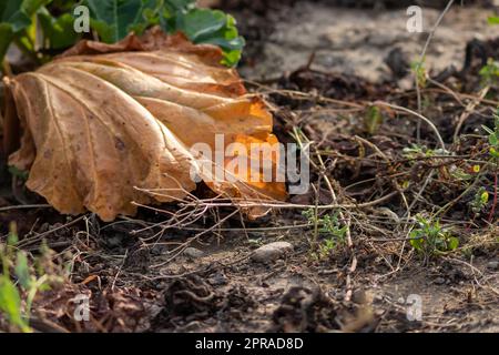 Le champ sec de rhubarbe avec des feuilles de rhubarbe brunes sur des terres agricoles sèches montre le réchauffement de la planète et la période de chaleur extrême provoque une pénurie de cultures et des légumes flétridés pas de précipitations et de pénurie d'eau changement climatique Banque D'Images