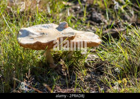 De gros champignons dans une forêt que l'on retrouve lors d'une excursion en automne avec des feuilles brunes en contre-jour au cours de la saison des champignons comme fruits de la forêt délicieux mais potentiellement toxiques et dangereux Banque D'Images