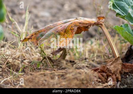 Le champ sec de rhubarbe avec des feuilles de rhubarbe brunes sur des terres agricoles sèches montre le réchauffement de la planète et la période de chaleur extrême provoque une pénurie de cultures et des légumes flétridés pas de précipitations et de pénurie d'eau changement climatique Banque D'Images