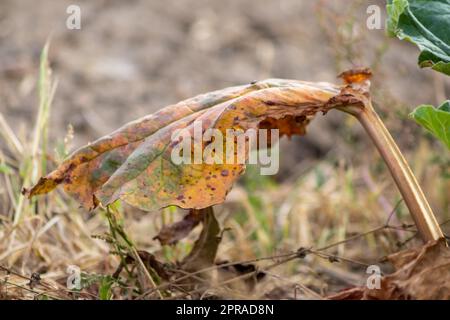 Le champ sec de rhubarbe avec des feuilles de rhubarbe brunes sur des terres agricoles sèches montre le réchauffement de la planète et la période de chaleur extrême provoque une pénurie de cultures et des légumes flétridés pas de précipitations et de pénurie d'eau changement climatique Banque D'Images