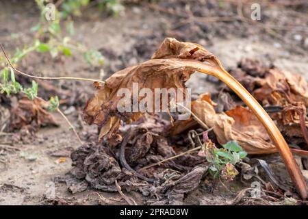 Le champ sec de rhubarbe avec des feuilles de rhubarbe brunes sur des terres agricoles sèches montre le réchauffement de la planète et la période de chaleur extrême provoque une pénurie de cultures et des légumes flétridés pas de précipitations et de pénurie d'eau changement climatique Banque D'Images