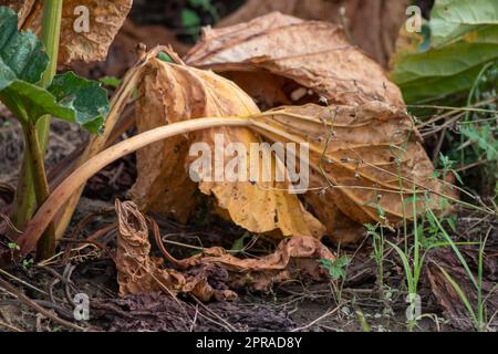 Le champ sec de rhubarbe avec des feuilles de rhubarbe brunes sur des terres agricoles sèches montre le réchauffement de la planète et la période de chaleur extrême provoque une pénurie de cultures et des légumes flétridés pas de précipitations et de pénurie d'eau changement climatique Banque D'Images