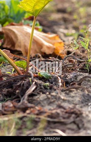 Le champ sec de rhubarbe avec des feuilles de rhubarbe brunes sur des terres agricoles sèches montre le réchauffement de la planète et la période de chaleur extrême provoque une pénurie de cultures et des légumes flétridés pas de précipitations et de pénurie d'eau changement climatique Banque D'Images