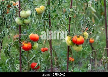 Tomates cerises cultivées à la maison et mûrissant et accrochée dans le potager comme aliments biologiques et légumes biologiques pour une alimentation saine sans pesticides pour les végétariens et les végétaliens cultivés Banque D'Images