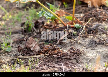 Le champ sec de rhubarbe avec des feuilles de rhubarbe brunes sur des terres agricoles sèches montre le réchauffement de la planète et la période de chaleur extrême provoque une pénurie de cultures et des légumes flétridés pas de précipitations et de pénurie d'eau changement climatique Banque D'Images