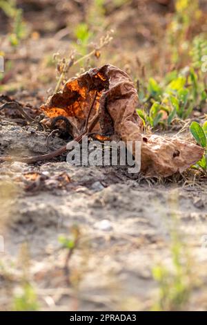 Le champ sec de rhubarbe avec des feuilles de rhubarbe brunes sur des terres agricoles sèches montre le réchauffement de la planète et la période de chaleur extrême provoque une pénurie de cultures et des légumes flétridés pas de précipitations et de pénurie d'eau changement climatique Banque D'Images