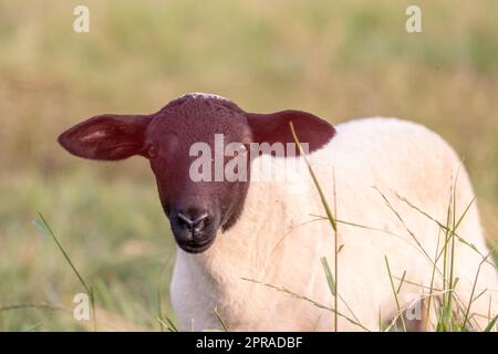 Petit agneau à tête noire et mère moutons attentif s'occupant des moutons de pâturage dans l'élevage biologique avec troupeau de moutons détendus dans l'herbe verte comme gestion agricole dans campagne idyllique Banque D'Images