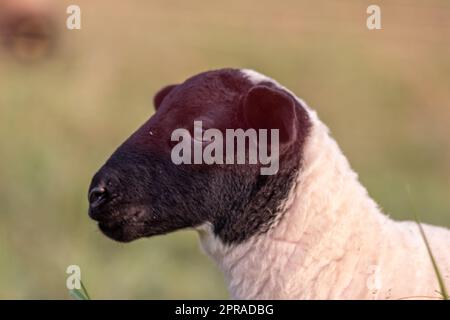 Petit agneau à tête noire et mère moutons attentif s'occupant des moutons de pâturage dans l'élevage biologique avec troupeau de moutons détendus dans l'herbe verte comme gestion agricole dans campagne idyllique Banque D'Images