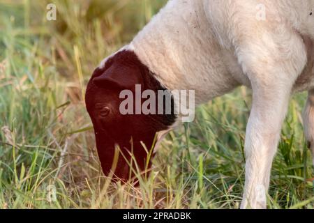 Petit agneau à tête noire et mère moutons attentif s'occupant des moutons de pâturage dans l'élevage biologique avec troupeau de moutons détendus dans l'herbe verte comme gestion agricole dans campagne idyllique Banque D'Images