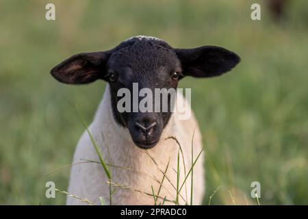 Petit agneau à tête noire et mère moutons attentif s'occupant des moutons de pâturage dans l'élevage biologique avec troupeau de moutons détendus dans l'herbe verte comme gestion agricole dans campagne idyllique Banque D'Images