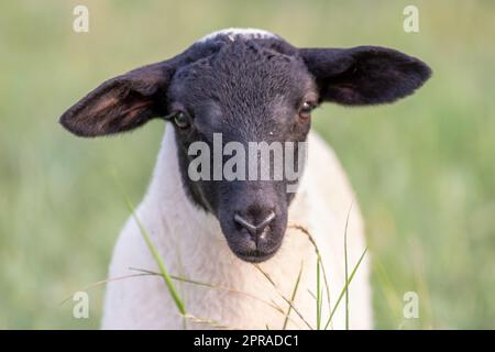 Petit agneau à tête noire et mère moutons attentif s'occupant des moutons de pâturage dans l'élevage biologique avec troupeau de moutons détendus dans l'herbe verte comme gestion agricole dans campagne idyllique Banque D'Images