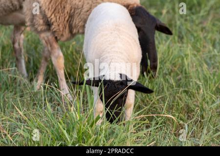 Petit agneau à tête noire et mère moutons attentif s'occupant des moutons de pâturage dans l'élevage biologique avec troupeau de moutons détendus dans l'herbe verte comme gestion agricole dans campagne idyllique Banque D'Images