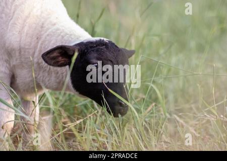 Petit agneau à tête noire et mère moutons attentif s'occupant des moutons de pâturage dans l'élevage biologique avec troupeau de moutons détendus dans l'herbe verte comme gestion agricole dans campagne idyllique Banque D'Images