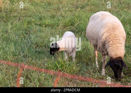 Petit agneau à tête noire et mère moutons attentif s'occupant des moutons de pâturage dans l'élevage biologique avec troupeau de moutons détendus dans l'herbe verte comme gestion agricole dans campagne idyllique Banque D'Images