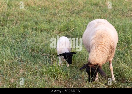 Petit agneau à tête noire et mère moutons attentif s'occupant des moutons de pâturage dans l'élevage biologique avec troupeau de moutons détendus dans l'herbe verte comme gestion agricole dans campagne idyllique Banque D'Images