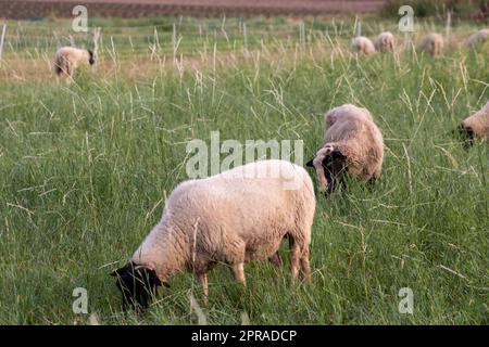 Petit agneau à tête noire et mère moutons attentif s'occupant des moutons de pâturage dans l'élevage biologique avec troupeau de moutons détendus dans l'herbe verte comme gestion agricole dans campagne idyllique Banque D'Images