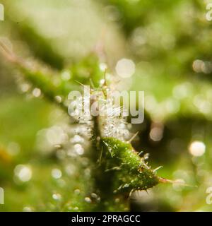 Photo macro de gouttelettes d'eau étincelantes reposant sur une herbe verte luxuriante, illuminée par un éclairage naturel Banque D'Images