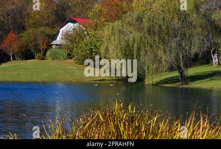 Deux Bernaches du Canada glissent sur un petit étang. Le saule pleurant surplombe et une grange en bois avec un toit rouge se dresse en arrière-plan. Banque D'Images