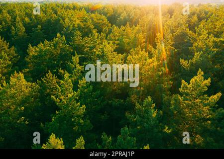 Vue aérienne de la forêt de conifères de Green Pine en paysage au printemps. Vue de dessus des bois d'Europe à Springtime. Couchers de soleil au coucher du soleil Banque D'Images