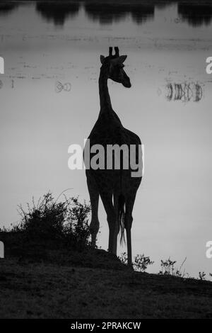 Mono girafe sud contre la rivière au coucher du soleil Banque D'Images