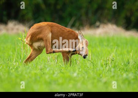 Cerf de Virginie se grattant à la tête sur la prairie en été Banque D'Images