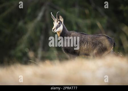 Tatra chamois debout sur une prairie alpine en montagne et en regardant de côté Banque D'Images