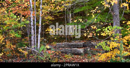 Une pile de grumes coupées se trouve au bord de la forêt. Elaves d'automne en rondins jaunes et rouges. Banque D'Images