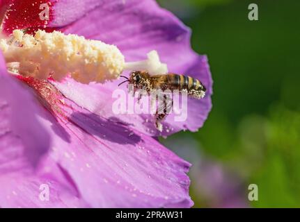 Abeille volant pour nectar dans Hibiscus fleur de gros plan. Banque D'Images