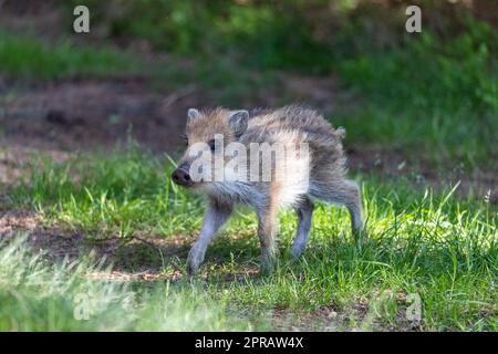 Courir jeune sanglier Banque D'Images