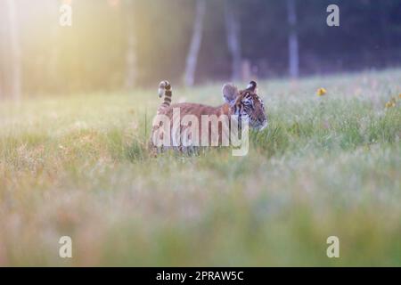 Le petit tigre du Bengale marche sous le soleil du matin dans la prairie. Banque D'Images