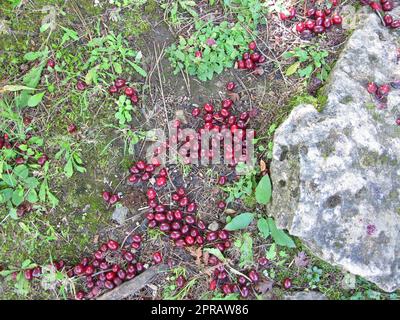 Cerises cornéennes mûres tombées de l'arbre au sol Banque D'Images