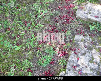 Cerises cornéennes mûres tombées de l'arbre au sol Banque D'Images
