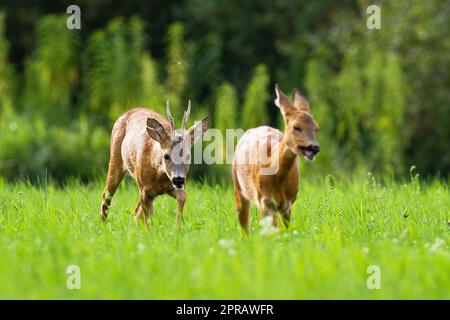 Paire de cerfs et de does marchant ensemble pendant la saison estivale Banque D'Images