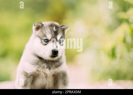 Husky Puppy de quatre semaines de couleur blanc-gris. Gros plan Portrait Banque D'Images