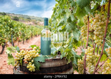 Bouteille et gobelet de vin Vermentino au-dessus du baril dans un vignoble. Agriculture. Banque D'Images