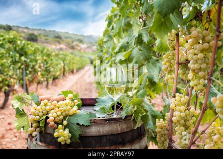 Gobelet de vin de Vermentino sur le canon dans un vignoble. Agriculture. Banque D'Images