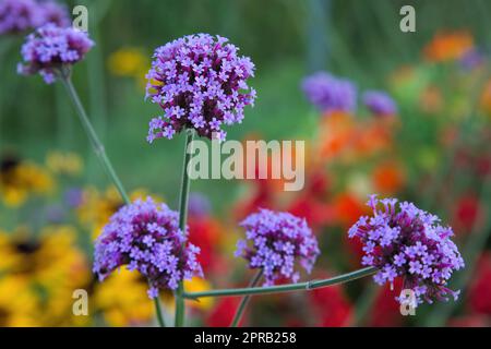 fleurs violettes papillon buisson violet jardin coloré jardin Banque D'Images