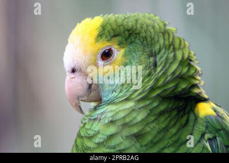 amazonie à couronne jaune Banque D'Images