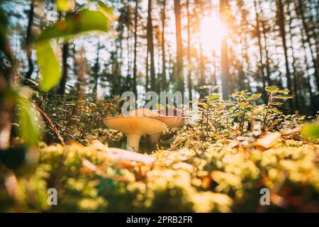 Champignon Russula emetica - faucirant, émétique russula, ou vomissant russula. Forêt d'automne. Champignon comestible conditionnellement. Soleil lumière du soleil à travers les bois Paysage. Biélorussie, Europe Banque D'Images