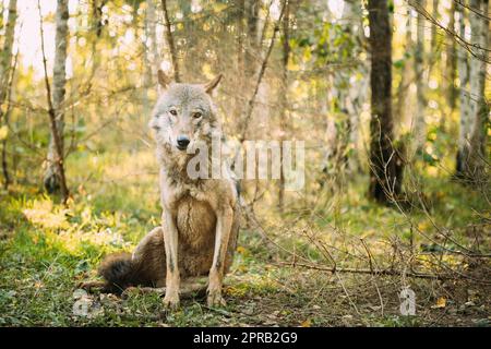 Bélarus. Loup, Canis Lupus, Loup gris, Loup gris assis à l'extérieur le jour de l'automne. Portrait Banque D'Images