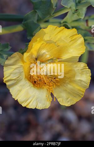 Fleur de pavot à cornes jaunes en gros plan Banque D'Images