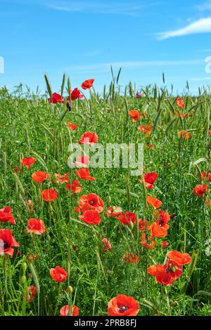 Champs de blé avec coquelicots au début de l'été. Une photo des coquelicots dans la campagne au début de l'été. Banque D'Images