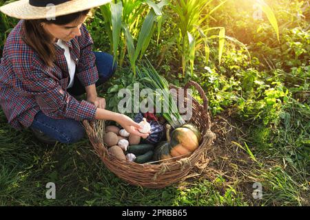 Femme moissonnant différents légumes frais mûrs à la ferme, au-dessus de la vue Banque D'Images