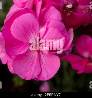 Flore d'Israël. Cadre carré. Pelargonium graveolens est une espèce de Pelargonium originaire des provinces du Cap et des provinces du Nord de l'Afrique du Sud Banque D'Images