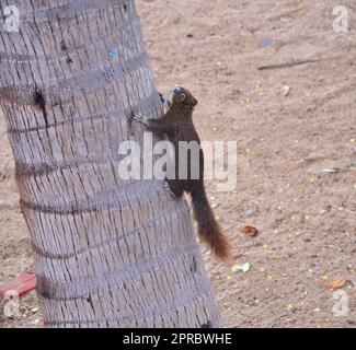 Un écureuil mignon de Pallas (Callosciurus erythraeus), également connu sous le nom d'écureuil à ventre rouge, monte un arbre sur la plage de Jomtien, Pattaya, Thaïlande. Banque D'Images