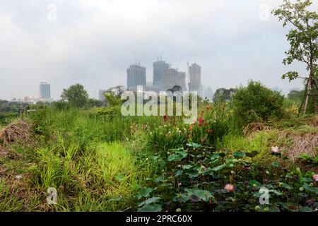 Benchakitti Forest Park à Bangkok, Thaïlande. Banque D'Images