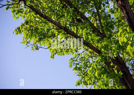 Arbre de Bradford Pear Banque D'Images