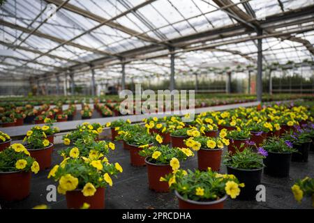 Brême, Allemagne. 26th avril 2023. Les fleurs se trouvent dans la serre d'une pépinière. Malgré une humeur d'achat récemment atténuée parmi les consommateurs, les pépinières dans le nord de l'Allemagne sont optimistes quant au début prochain de la saison pour la vente de literie et de plantes de balcon. Credit: Sina Schuldt/dpa/Alay Live News Banque D'Images